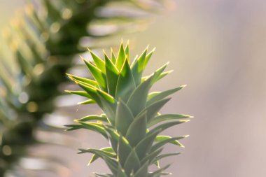 Maymun yapbozu ağacının ayrıntıları ya da Avrupa bahçelerinde parlak bir bahar gününde arka planda kozalaklı iğneler bulunan egzotik bitkiler olarak yetişen Araucaria tüylü, sulu iğneler.