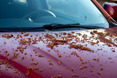 Modern arabanın üzerine düşen tohumlar