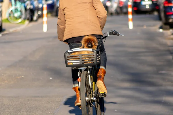 Mann Fährt Fahrrad Mit Hund lizenzfreie Stockbilder