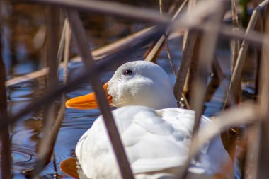 Yakın çekim - göldeki ördek suyu