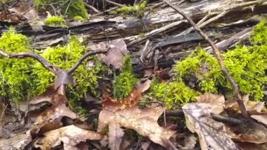 Sonbahar ve kış aylarında yaprakları dökülen ve yeşil yosunları olan bir ormanda doğa macerası. Yeşil yapraklar ve yeşil yosunlar yavaş çekimde güzel vahşi doğada yürüyor. Yeşillik ve orman macera manzaralı bir yürüyüş turunda.