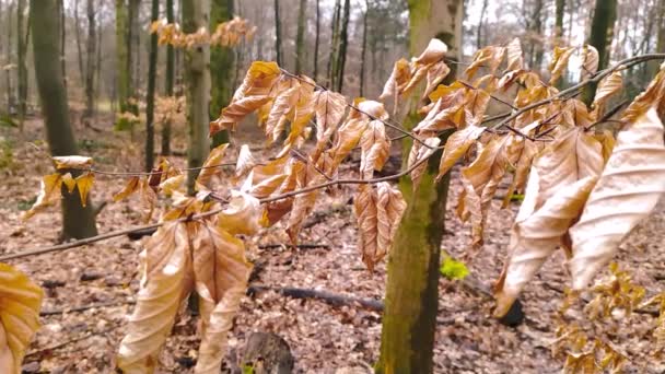 Aventure Plein Air Dans Une Forêt Automne Hiver Avec Des — Video