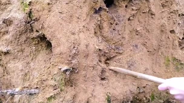 Anak Laki Laki Atau Anak Menggali Dengan Tongkat Atau Cabang — Stok Video