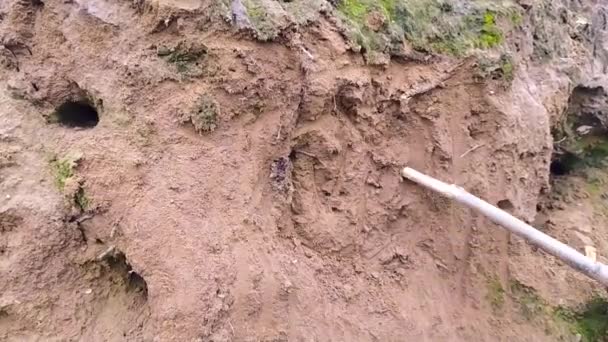 Niño Niño Cavando Con Palo Rama Las Raíces Arenosas Árbol — Vídeos de Stock