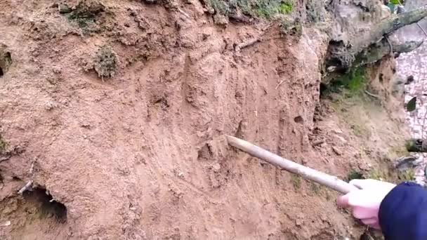 Niño Niño Cavando Con Palo Rama Las Raíces Arenosas Árbol — Vídeos de Stock