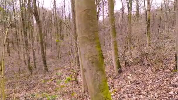 Відкриті Пригоди Лісі Восени Взимку Опалим Листям Зеленим Мохом Йдуть — стокове відео