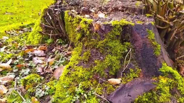 Venkovní Dobrodružství Lese Lavičkami Hnědými Listy Zeleným Mechem Panoramatický Výhled — Stock video