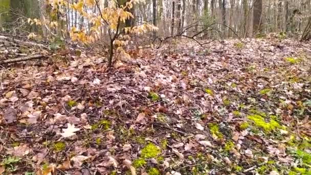 秋と冬の森の中でのアウトドアアドベンチャー 落ち葉や緑の苔がゆっくりと動き 美しい自然の中をハイキングツアーで歩きます — ストック動画