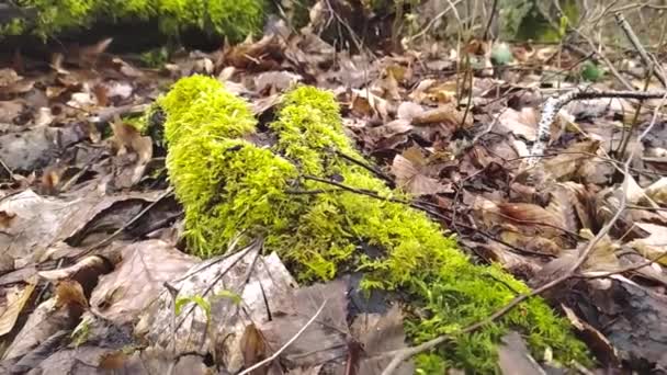 Outdoor Adventure Forest Benches Brown Leaves Green Moss Panoramic View — Stock Video