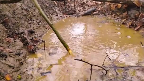 Şiddetli Yağmurdan Sonra Bir Birikintisinde Sopayla Oynayan Çocuk Doğa Vahşi — Stok video