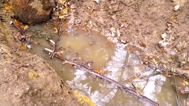 Šplouchání Vody Louži Zpomaleném Filmu Deštivém Dni Lesním Dobrodružství Vychutnat — Stock video