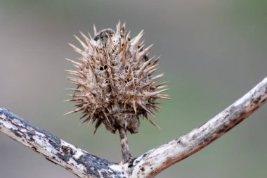 Dikenli dikenli ve dikenli dikenli çekirdekli makro ve dikenli devedikeni bir dal üzerinde sonbahar ve kış otları gibi keskin dikenleri ve iğnelerle iyi korunan tohumları gösterir ve bulanık arka planla kapatır.