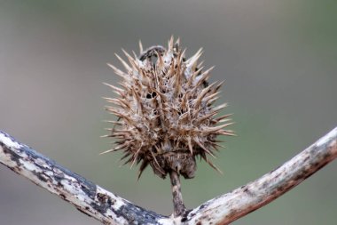 Dikenli dikenli ve dikenli dikenli çekirdekli makro ve dikenli devedikeni bir dal üzerinde sonbahar ve kış otları gibi keskin dikenleri ve iğnelerle iyi korunan tohumları gösterir ve bulanık arka planla kapatır.
