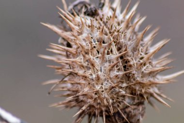 Dikenli dikenli ve dikenli dikenli çekirdekli makro ve dikenli devedikeni bir dal üzerinde sonbahar ve kış otları gibi keskin dikenleri ve iğnelerle iyi korunan tohumları gösterir ve bulanık arka planla kapatır.