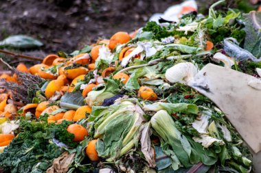 Portakal ve lahanaların geri kalanı baharda ve yaz aylarında ekolojik ve organik yeni toprak olarak geri dönüşüm için çürümüş ve çürümüş çöplerle bahçecilik ve yeni bitkiler için gübre yığınına sıkıştırılır.