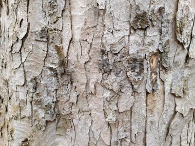Doğal arka plan ve ekolojik arkaplan, doğal yapıları, püreleri, çatlakları ve pürüzlü yüzeyleri olan güzel bir ağaç kabuğunu doğadaki böcekler ve böcekler için organik ekosistem olarak gösteriyor.
