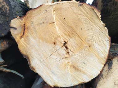 Ahşap yığını gibi ağaçların tahrip edilmesinden sonra kesilen ağaçlar kereste ve kereste endüstrisi için yıllık halkaların ve ağaçların yaşını ağaç gövdesi ve ağaç leşi üzerinde sürdürülebilir kaynaklar olarak gösteriyor.