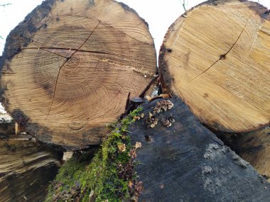 Ahşap yığını gibi ağaçların tahrip edilmesinden sonra kesilen ağaçlar kereste ve kereste endüstrisi için yıllık halkaların ve ağaçların yaşını ağaç gövdesi ve ağaç leşi üzerinde sürdürülebilir kaynaklar olarak gösteriyor.