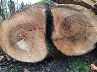 Ahşap yığını gibi ağaçların tahrip edilmesinden sonra kesilen ağaçlar kereste ve kereste endüstrisi için yıllık halkaların ve ağaçların yaşını ağaç gövdesi ve ağaç leşi üzerinde sürdürülebilir kaynaklar olarak gösteriyor.