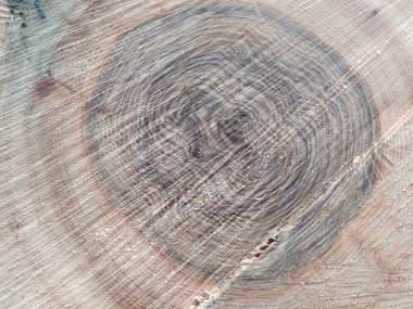 Ahşap yığını gibi ağaçların tahrip edilmesinden sonra kesilen ağaçlar kereste ve kereste endüstrisi için yıllık halkaların ve ağaçların yaşını ağaç gövdesi ve ağaç leşi üzerinde sürdürülebilir kaynaklar olarak gösteriyor.