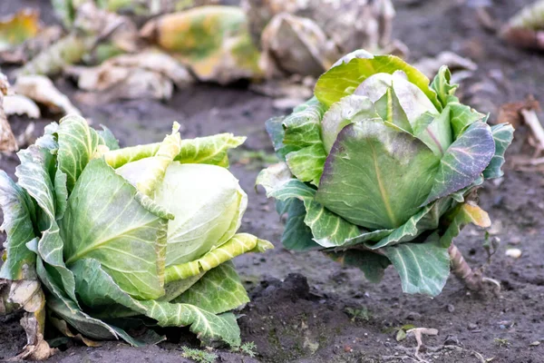 Ripening cabbage head field with pointed cabbage as growing of vegetables in organic quality and organic restrictions for healthy nutrition and vegetarian or vegan life style in food and garden style