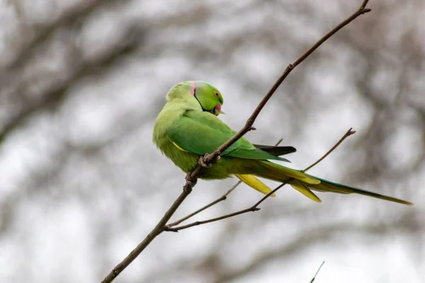 Ring-necked parakeets breeding in a breeding burrow in a tree with nesting hole in a tree trunk to lay eggs for little fledglings with green feathers and a red beak as exotic parrots and exotic birds