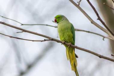Halka boyunlu muhabbet kuşları baharda bir dalda üreyen bir oyukta yeşil tüylü ve egzotik papağanlar gibi kırmızı gagalı küçük yavrulara yumurtalarını bırakmak için bir dalda oturuyorlar.