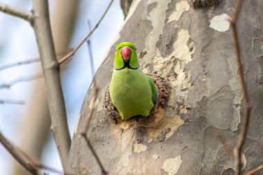 Halka boyunlu papağan papağanı Psittacula krameri baharda yuvasında bir ağaçta üreyerek yeşil tüylü ve egzotik kuşlar gibi kırmızı gagalı yavrular için yumurtalarını bırakır.