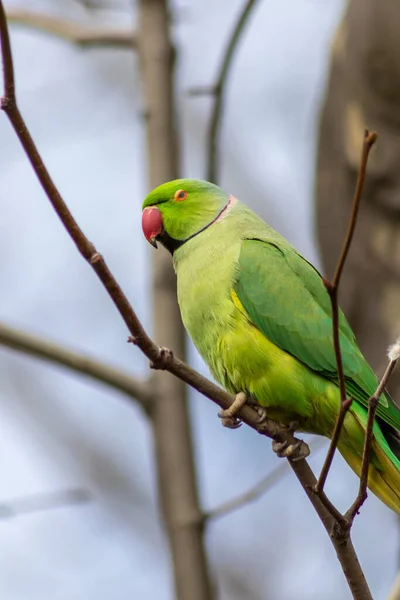 Ring-necked parakeets breeding in a breeding burrow in a tree sitting on a branch in spring to lay eggs for little fledglings with green feathers and a red beak as exotic parrots Psittacula krameri