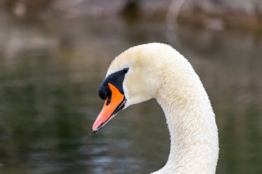 Beyaz dilsiz kuğu cygnus renginde beyaz tüylerini ve turuncu gagalı beyaz tüylerini, tüylerini temizlemek için tımar ediyor ve göl üzerinde zarif bir su kuşu gibi yüzerken tüylerini yüzdürüyor ve ısınıyor.