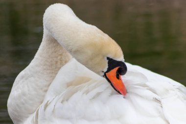 Beyaz dilsiz kuğu cygnus renginde beyaz tüylerini ve turuncu gagalı beyaz tüylerini, tüylerini temizlemek için tımar ediyor ve göl üzerinde zarif bir su kuşu gibi yüzerken tüylerini yüzdürüyor ve ısınıyor.