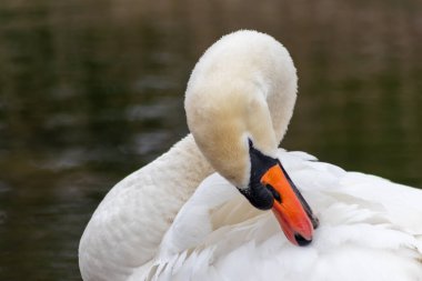 Beyaz dilsiz kuğu cygnus renginde beyaz tüylerini ve turuncu gagalı beyaz tüylerini, tüylerini temizlemek için tımar ediyor ve göl üzerinde zarif bir su kuşu gibi yüzerken tüylerini yüzdürüyor ve ısınıyor.