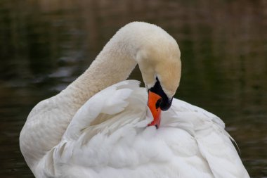 Beyaz dilsiz kuğu cygnus renginde beyaz tüylerini ve turuncu gagalı beyaz tüylerini, tüylerini temizlemek için tımar ediyor ve göl üzerinde zarif bir su kuşu gibi yüzerken tüylerini yüzdürüyor ve ısınıyor.