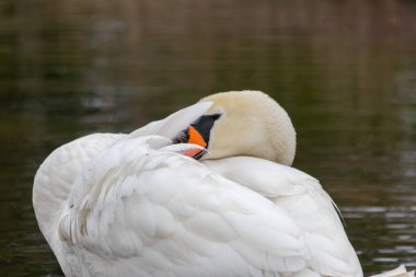 Beyaz dilsiz kuğu cygnus renginde beyaz tüylerini ve turuncu gagalı beyaz tüylerini, tüylerini temizlemek için tımar ediyor ve göl üzerinde zarif bir su kuşu gibi yüzerken tüylerini yüzdürüyor ve ısınıyor.