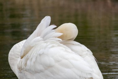 Beyaz dilsiz kuğu cygnus renginde beyaz tüylerini ve turuncu gagalı beyaz tüylerini, tüylerini temizlemek için tımar ediyor ve göl üzerinde zarif bir su kuşu gibi yüzerken tüylerini yüzdürüyor ve ısınıyor.