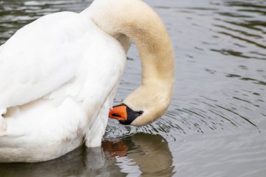 Beyaz dilsiz kuğu cygnus renginde beyaz tüylerini ve turuncu gagalı beyaz tüylerini, tüylerini temizlemek için tımar ediyor ve göl üzerinde zarif bir su kuşu gibi yüzerken tüylerini yüzdürüyor ve ısınıyor.
