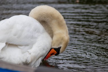 Beyaz dilsiz kuğu cygnus renginde beyaz tüylerini ve turuncu gagalı beyaz tüylerini, tüylerini temizlemek için tımar ediyor ve göl üzerinde zarif bir su kuşu gibi yüzerken tüylerini yüzdürüyor ve ısınıyor.