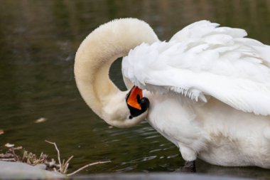 Beyaz dilsiz kuğu cygnus renginde beyaz tüylerini ve turuncu gagalı beyaz tüylerini, tüylerini temizlemek için tımar ediyor ve göl üzerinde zarif bir su kuşu gibi yüzerken tüylerini yüzdürüyor ve ısınıyor.