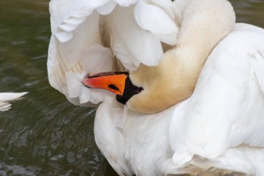 Beyaz dilsiz kuğu cygnus renginde beyaz tüylerini ve turuncu gagalı beyaz tüylerini, tüylerini temizlemek için tımar ediyor ve göl üzerinde zarif bir su kuşu gibi yüzerken tüylerini yüzdürüyor ve ısınıyor.