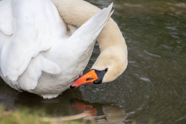 Beyaz dilsiz kuğu cygnus renginde beyaz tüylerini ve turuncu gagalı beyaz tüylerini, tüylerini temizlemek için tımar ediyor ve göl üzerinde zarif bir su kuşu gibi yüzerken tüylerini yüzdürüyor ve ısınıyor.