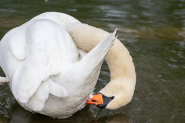 Beyaz dilsiz kuğu cygnus renginde beyaz tüylerini ve turuncu gagalı beyaz tüylerini, tüylerini temizlemek için tımar ediyor ve göl üzerinde zarif bir su kuşu gibi yüzerken tüylerini yüzdürüyor ve ısınıyor.