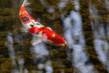 Bahçe havuzundaki renkli koi sazan balığı turuncu ve kırmızı yapısı olan pahalı bir koi balığıdır. Japon Asyalı koi severlerin zen bahçesi havuzları için değerli yatırımı ve Japon lüks sazan balıklarıyla rahatlama.