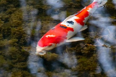 Bahçe havuzundaki renkli koi sazan balığı turuncu ve kırmızı yapısı olan pahalı bir koi balığıdır. Japon Asyalı koi severlerin zen bahçesi havuzları için değerli yatırımı ve Japon lüks sazan balıklarıyla rahatlama.