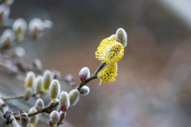 Ağaç dallarında açan bahar çiçekleri