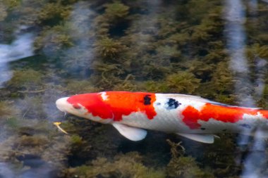 Bahçe havuzundaki renkli koi sazan balığı turuncu ve kırmızı yapısı olan pahalı bir koi balığıdır. Japon Asyalı koi severlerin zen bahçesi havuzları için değerli yatırımı ve Japon lüks sazan balıklarıyla rahatlama.