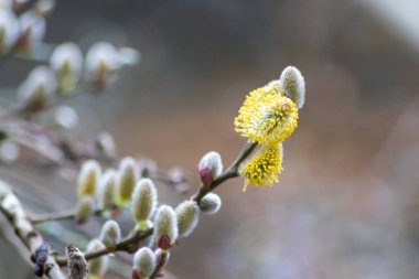 Ağaç dallarında açan bahar çiçekleri