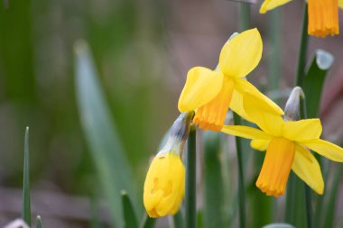 Baharda sarı narsislerin ve sarı nergislerin makro görüntüsü doğanın çiçek yönünü Paskalya arkaplanı ya da sarı çiçekleri ve doğal güzellikleri olan Paskalya tebrik kartı olarak gösteriyor.