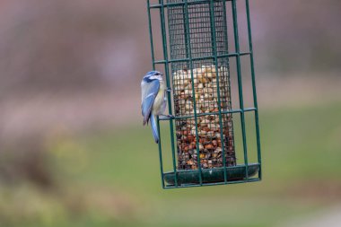 Bird feeder for hungry birds like European blue tit or other songbirds help bird to survive the cold winter with peanuts and seeds for picking and eating in garden and parks and birdwatcher at home