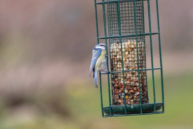 Bird feeder for hungry birds like European blue tit or other songbirds help bird to survive the cold winter with peanuts and seeds for picking and eating in garden and parks and birdwatcher at home