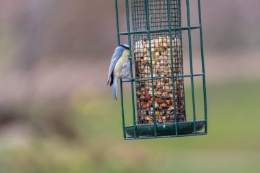Bird feeder for hungry birds like European blue tit or other songbirds help bird to survive the cold winter with peanuts and seeds for picking and eating in garden and parks and birdwatcher at home